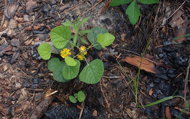 Rhynchosia reniformis, photographed by Mike Duran
