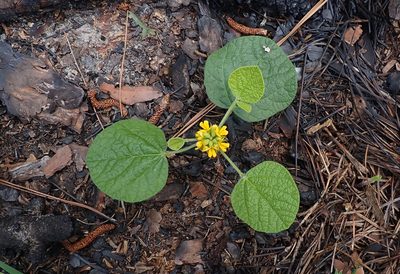 Rhynchosia reniformis, photographed by Mike Duran