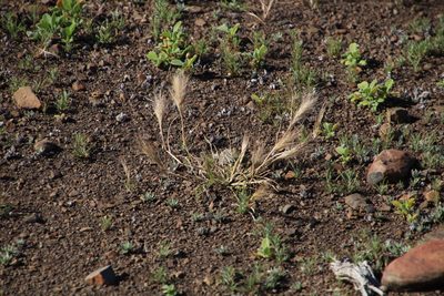 Aristida congesta, photographed by Tony Rebelo