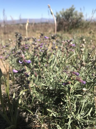 Penstemon gairdneri, photographed by Lindsey Salmonson