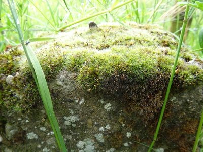 Grimmia pulvinata, photographed by Thomas Koffel