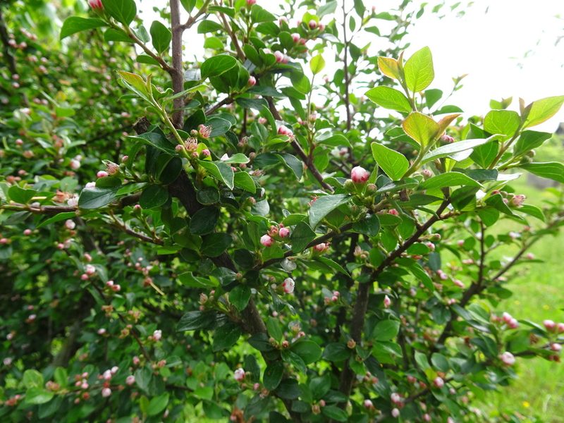 Cotoneaster divaricatus, photographed by Thomas Koffel
