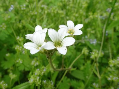 Saxifraga granulata, photographed by Thomas Koffel