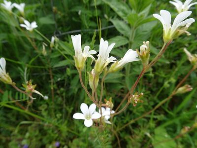 Saxifraga granulata, photographed by Thomas Koffel