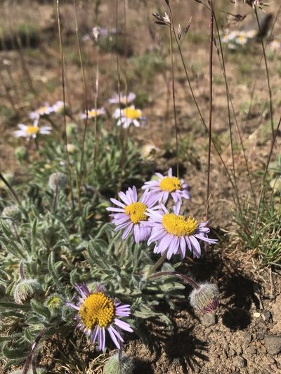 Erigeron poliospermus, photographed by Lindsey Salmonson