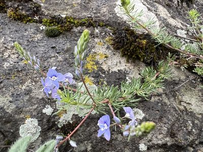 Veronica multifida, photographed by dschigel