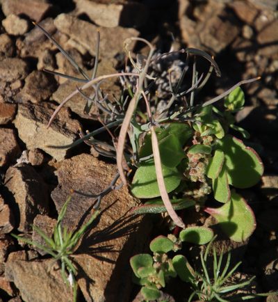 Heliophila trifurca, photographed by Tony Rebelo