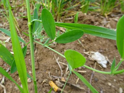 Lathyrus tuberosus, photographed by Thomas Koffel