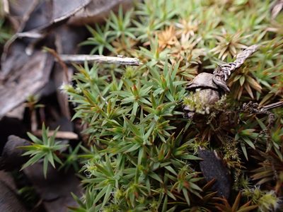Pogonatum urnigerum, photographed by Randal