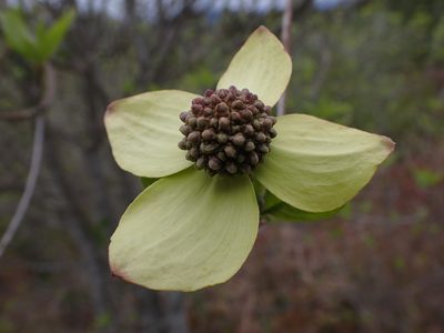 Cornus nuttallii, photographed by Randal