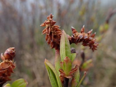Myrica gale, photographed by Randal