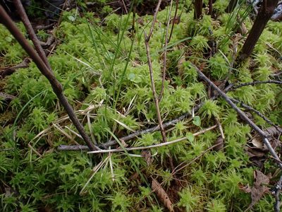 Sphagnum squarrosum, photographed by Randal
