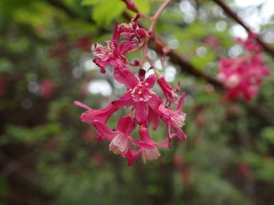 Ribes sanguineum, photographed by Randal