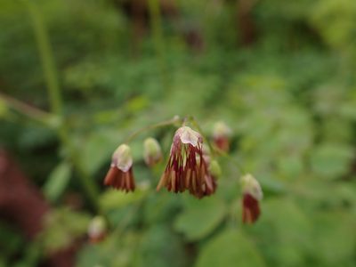 Thalictrum occidentale, photographed by Randal