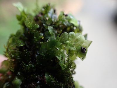 Hookeria lucens, photographed by Randal