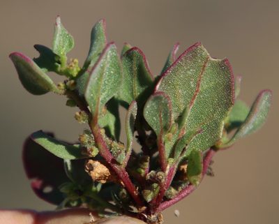 Tetragonia echinata, photographed by Tony Rebelo