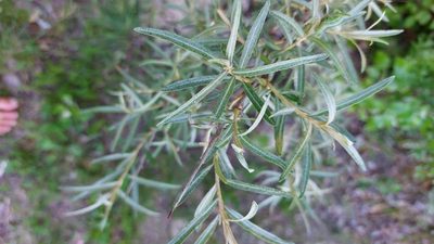 Hippophae rhamnoides, photographed by Tristan Haab