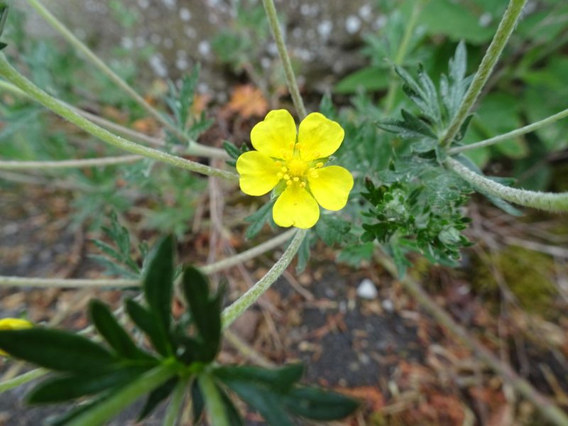 Potentilla neglecta, photographed by Thomas Koffel