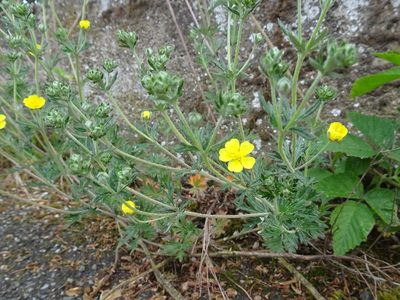 Potentilla neglecta, photographed by Thomas Koffel