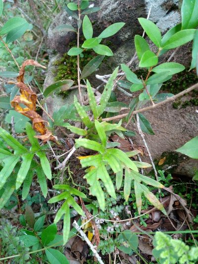 Pleopeltis pleopeltifolia, photographed by Claudia Gil