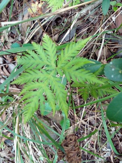 Doryopteris concolor, photographed by Claudia Gil