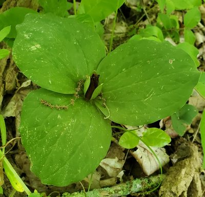 Trillium sessile, photographed by Terri Koontz