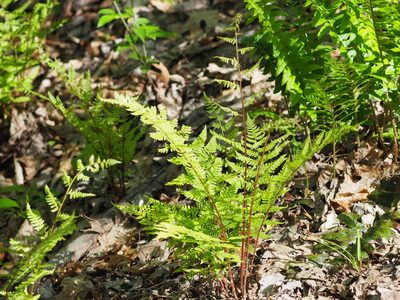 Athyrium asplenioides, photographed by Clay Gibbons