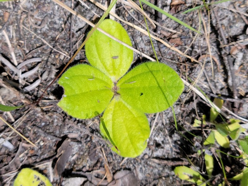 Helianthus radula, photographed by Jay Horn