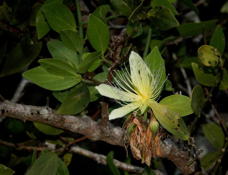 Capparis divaricata, photographed by desertnaturalist