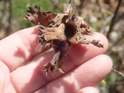Corylus americana, photographed by Lynn Harper