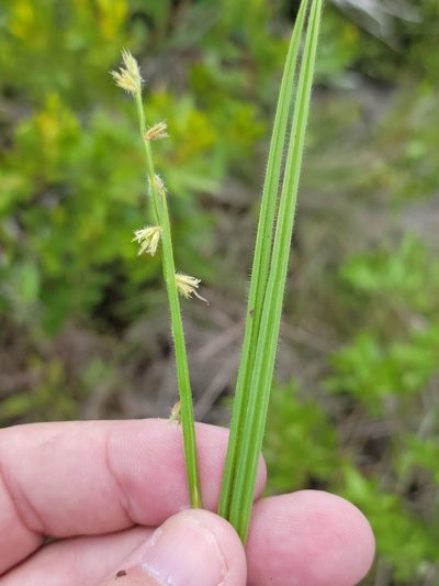 Scleria distans, photographed by Jay Horn