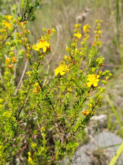 Hypericum limosum, photographed by Jay Horn