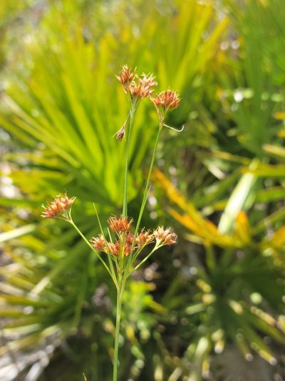 Rhynchospora fascicularis, photographed by Jay Horn