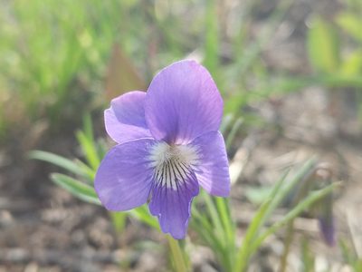 Viola pedatifida, photographed by Paul Roots