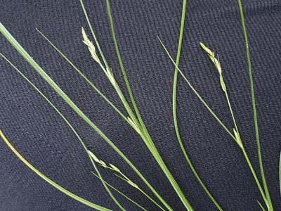 Carex remota, photographed by hecklemore