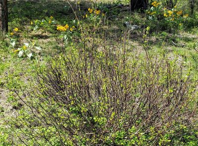 Ceanothus sanguineus, photographed by machaut2