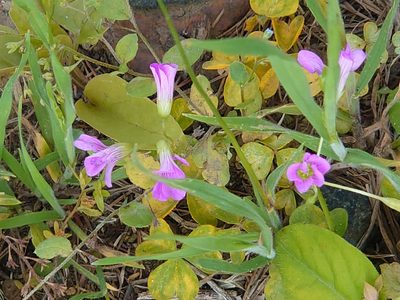 Oxalis debilis, photographed by WATANABE Hitoshi 渡辺仁