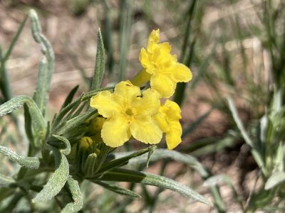 Lithospermum incisum, photographed by Anders Hastings