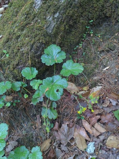 Waldsteinia lobata, photographed by Sam Taylor