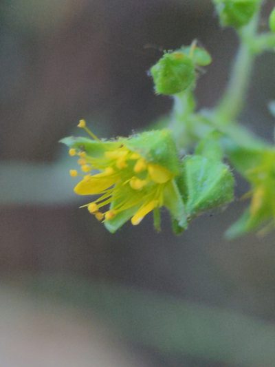 Waldsteinia lobata, photographed by Sam Taylor
