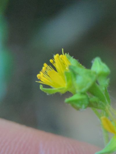Waldsteinia lobata, photographed by Sam Taylor