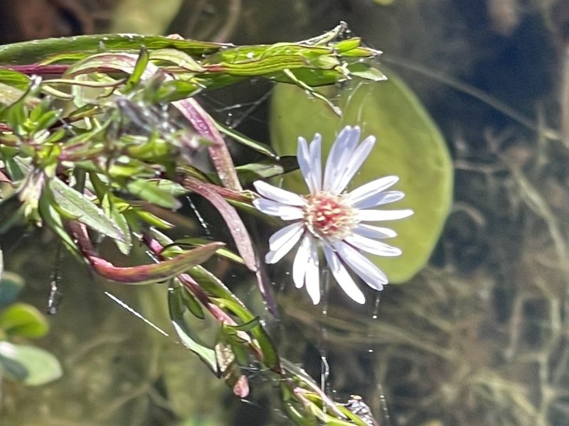 Symphyotrichum simmondsii, photographed by Sawyer Baran