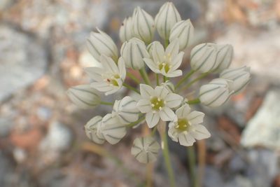 Triteleia hyacinthina, photographed by Steve Woodward
