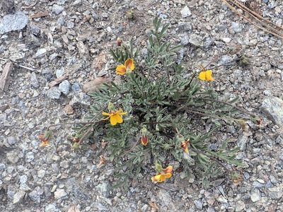 Viola douglasii