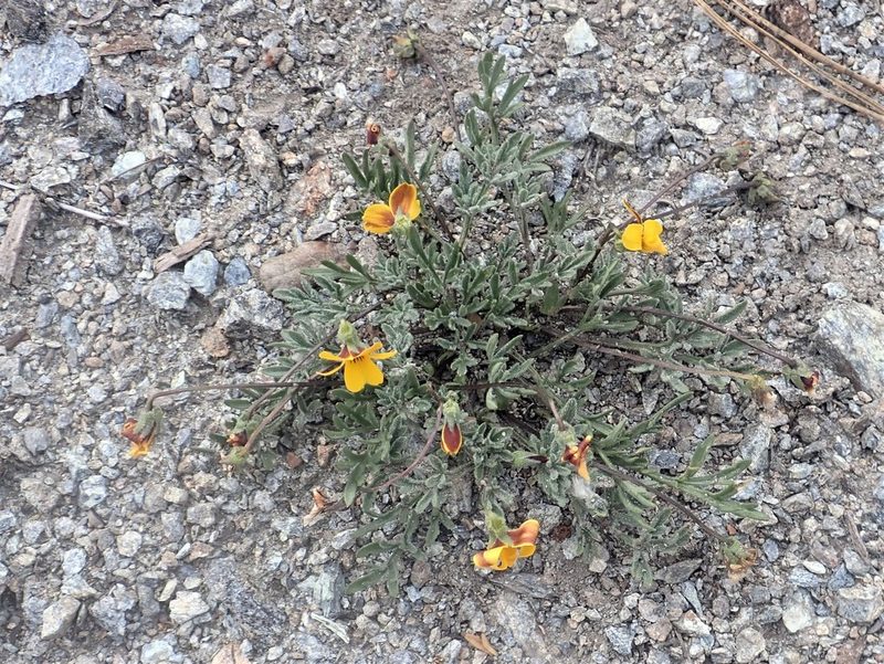 Viola douglasii, photographed by Steve Woodward