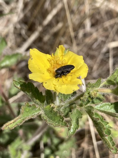 Drymocallis fissa, photographed by Anders Hastings