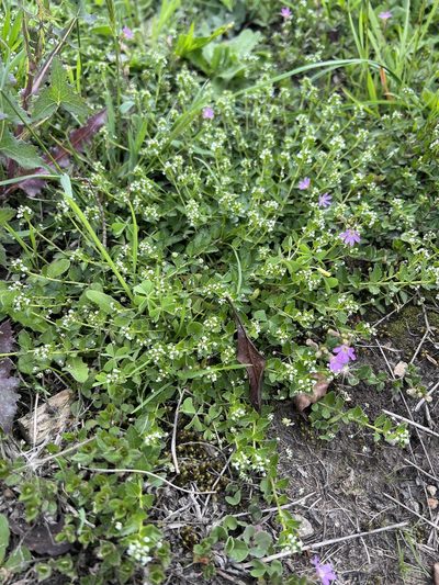 Pombalia parviflora, photographed by Nicolás Baresch Uribe