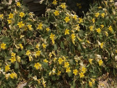 Eucnide bartonioides