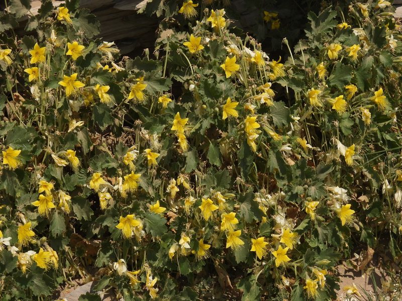 Eucnide bartonioides, photographed by henrya