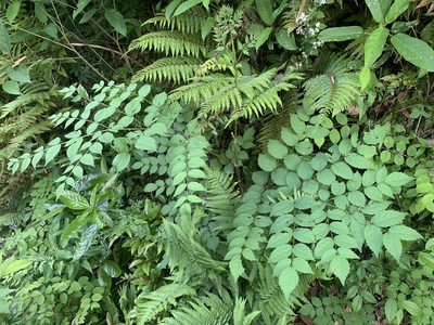 Aralia elata, photographed by 岸本年郎
